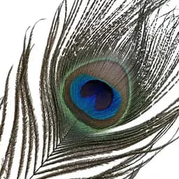 Лоскітка Lockink Sevanda Natural Peacock Flirting FeaTher Tickler, перо павича - мініатюра 6