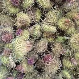 100 г чертополох/татарник колючий цвет и трава сушеные -свежий урожай