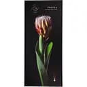 Вібратор-мікрофон SYL Love Protea 26 режимів роботи bordeaux