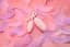 Вакуумний стимулятор з віброяйцем 2-в-1 KisToy Miss VV Pink KisToy SO3761 90360 - мініатюра 2