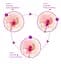 Набір вагінальних кульок Foxshow Kegel Balls Set, 3 шт., фіолетовий - мініатюра 14