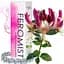Духи з феромонами для жінок Love Stim Feromist New Women, 15 ml - мініатюра 2